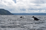 3 pilot whales